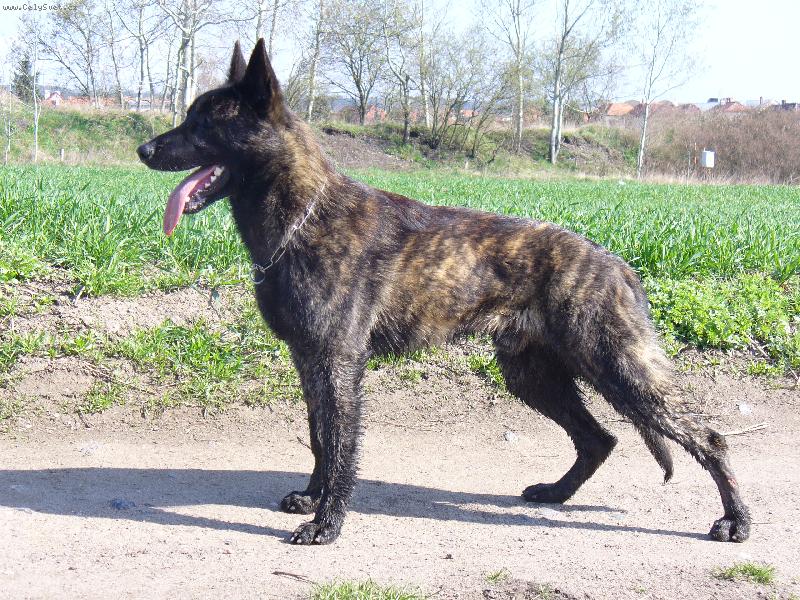 Foto: Delambree Vittorio Wapini von Folge