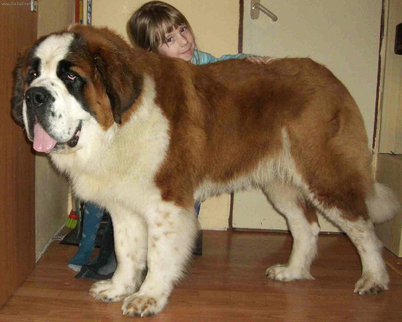 Foto: Dante spod Paj�t�na-Dante s Deniskou