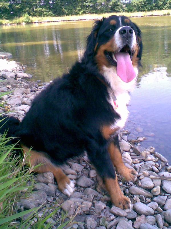 Foto: Bella-Z vych�zky k rybn�ku, l�to 2007