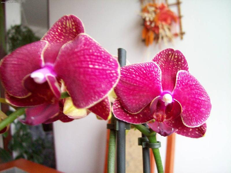 Foto: m�rovec-fialov� m�rovec