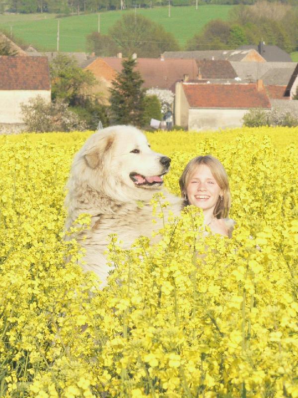 Foto: pyrenejsk� horsk� pes-V �epkov�m poli