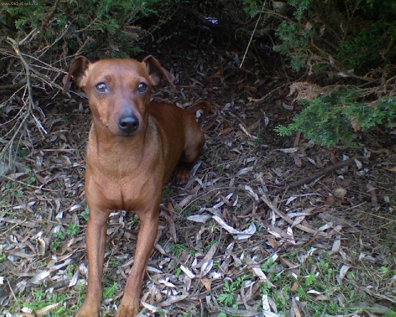 Foto: M�j Lord�k-Lord��ek je ten nej k���mo�...