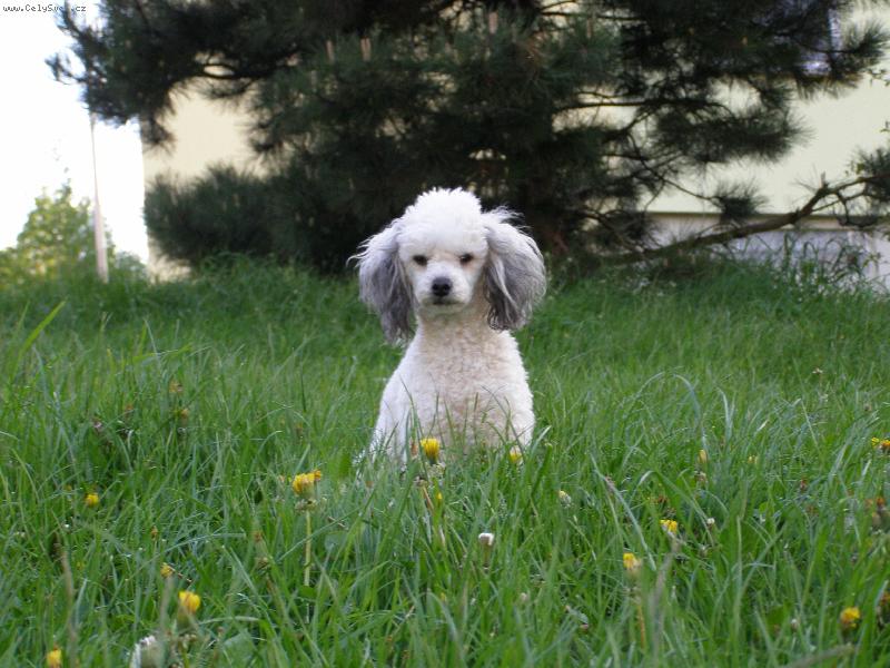 Foto: Sendinka-Toto je pejsek m�ho kamar�da je to mezi trpasli��m pudlem tak�e nen� �istokrevn� ale neva i tak je p�kn� =o)