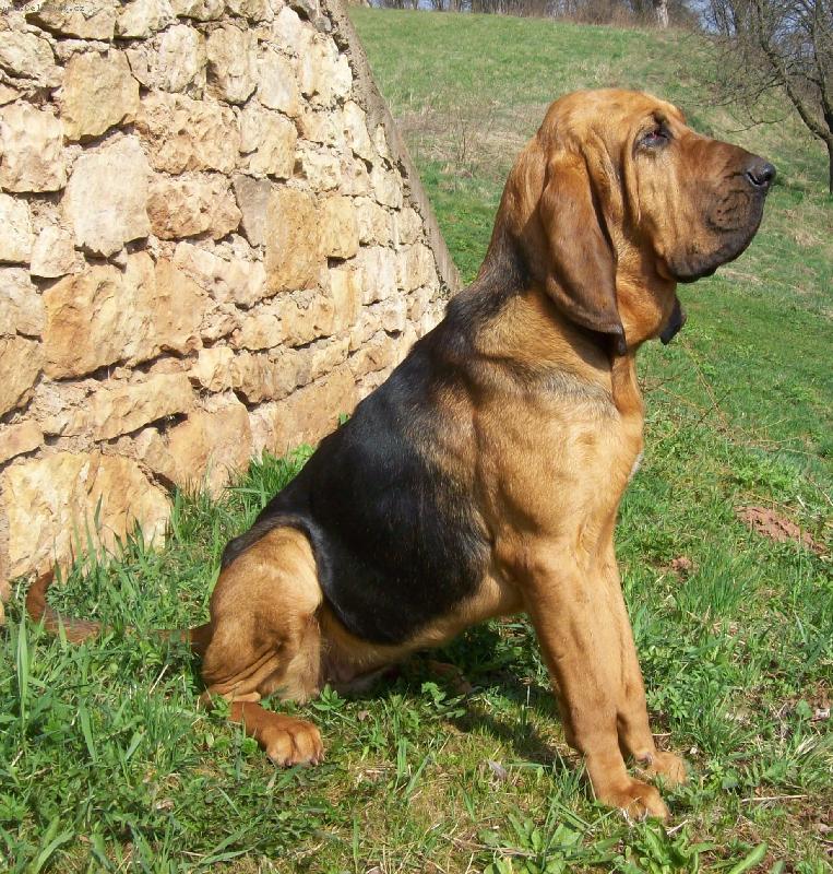 Foto: Ad�lka z Boskovick�ch les�