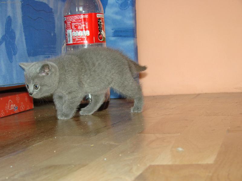 Foto: �ibu-na�e nov� ko�i�ka, je to po��dn� ��slo