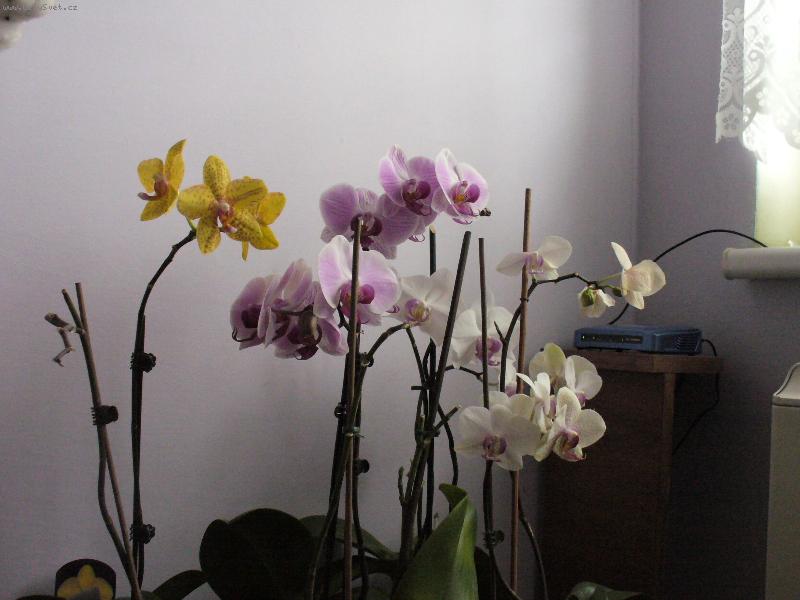Foto: phalopsis