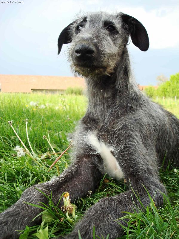 Foto: Azaria Irsias-�t�n�-st��� 2,5m�s�ce