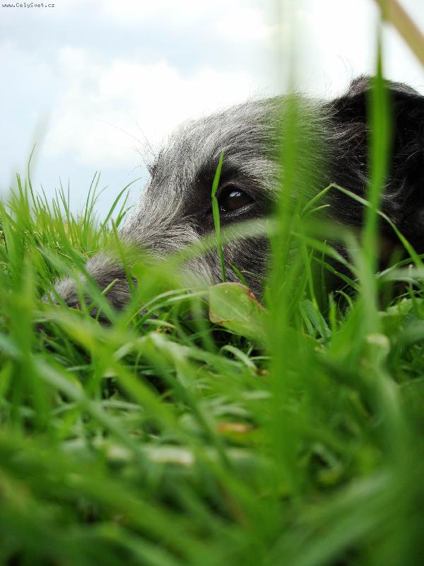 Foto: AZARIA Irsias-�t�n�-st��� 2,5m�s�ce