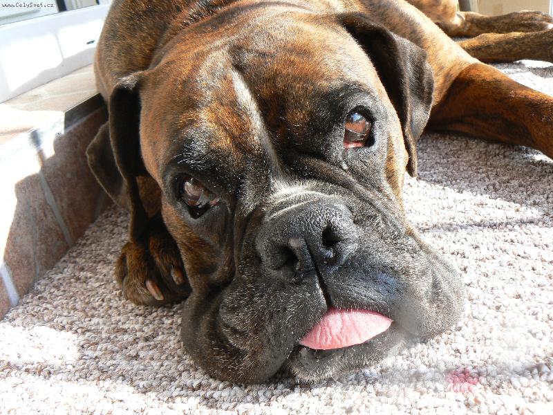 Foto: Blondy se vyh��v� na lod�ii