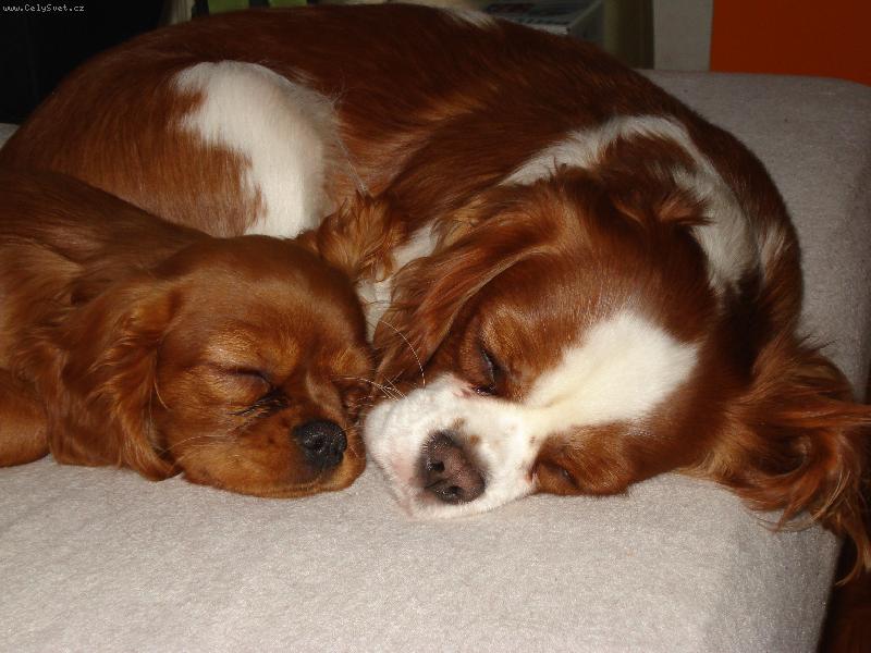 Foto: Anet a Lilka-...copak se jim asi zd�?