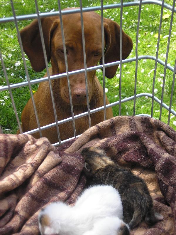 Foto: Tessu�inka s ko��tky-Co to tam v ko��ku d�l�te? J� v�s chci jenom o�uchut