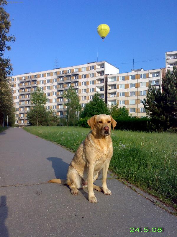Foto: B�ra a Balon-B�ra je mokr�,byla na p�ehrad� a ten Balon let� z p�ehrady a je p��mo nad na�im domem..