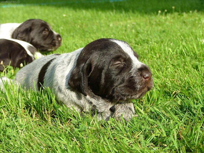 Foto: �t�n� �esk�ho fouska