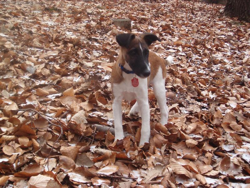 Foto: Bessy z Rump�lu-na proch�zce v les�ku