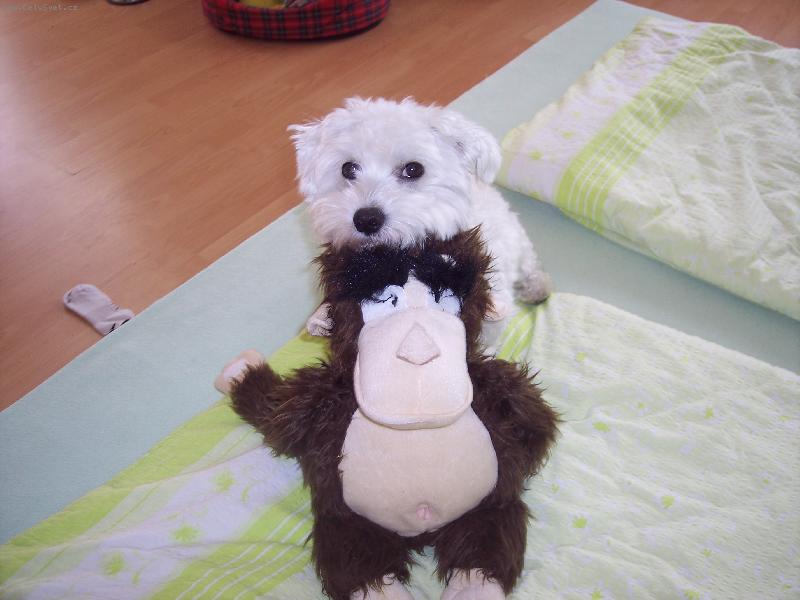 Foto: To je moje nov� kamar�dka-Abb�sek s opi�kou