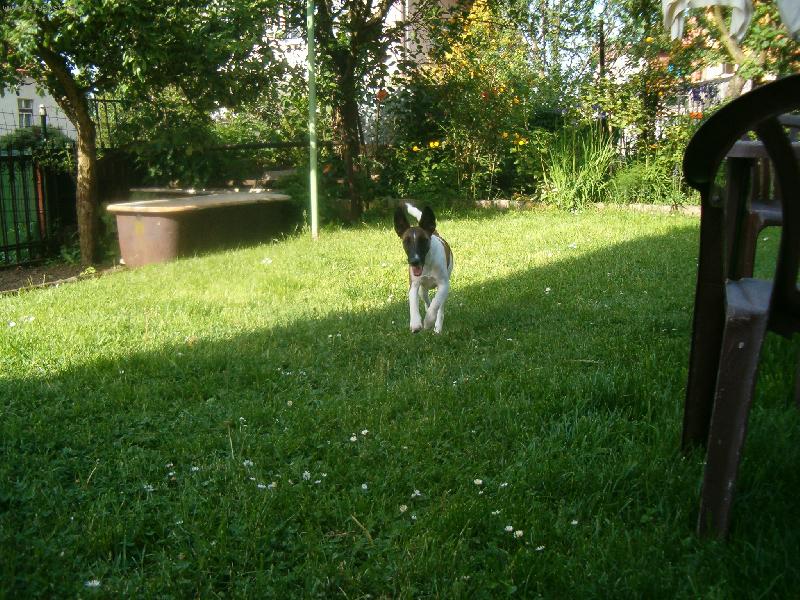 Foto: Bessy z Rump�lu-b��c�