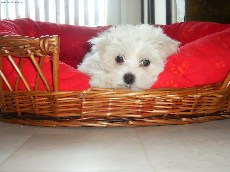 Foto: druh� den v nov�m domov�-Sn�hulka