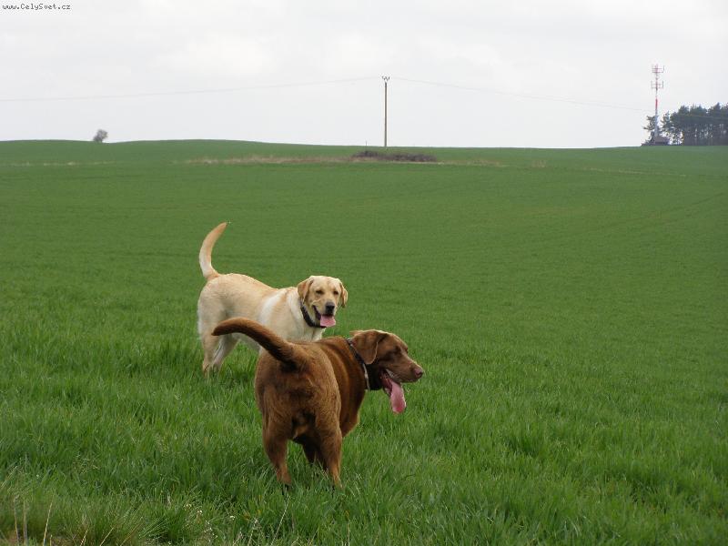 Foto: Andy (End�sek) a Rocky-br�kov� se se�li skoro po roce