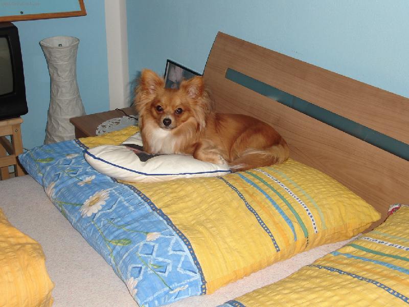 Foto: to si to kr�sn� hajink�m...