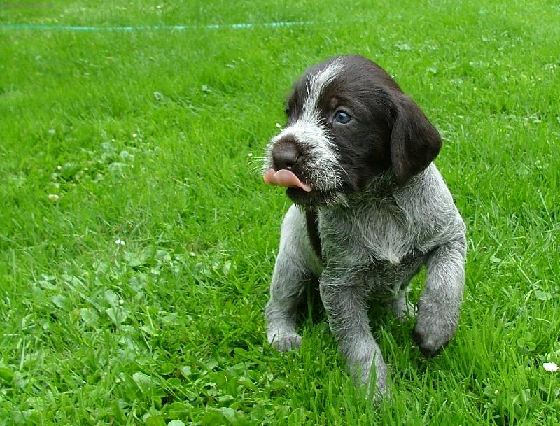 Foto: �t�n� �esk�ho fouska-�t�n� ChS z Kobe�ic ve spolupr�ci s ChS ze �t�pek