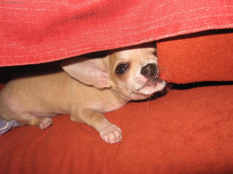 Foto: Luci�nek 2-V�echno rozkou�u:))