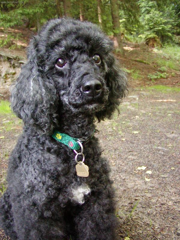 Foto: koukej jak mi to slu��-pudl