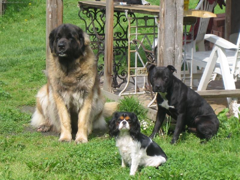 Foto: Moji bodyguardi-Bacha na m� k�mo�e