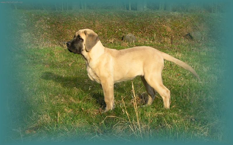 Foto: Bassira Ceaba od Zp�vaj�c�ch sosen 3,5 m�s�ce