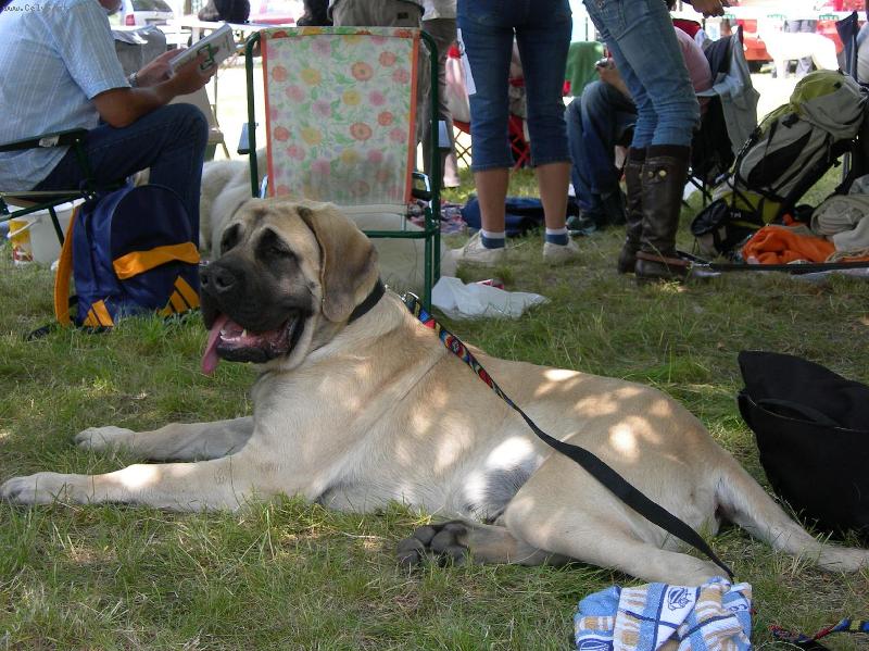 Foto: Boston Ceaba od Zp�vaj�c�ch sosen 6 m�s�c�