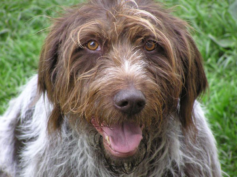 Foto: No nebl�zni!-�esk� fousek Monika se div�