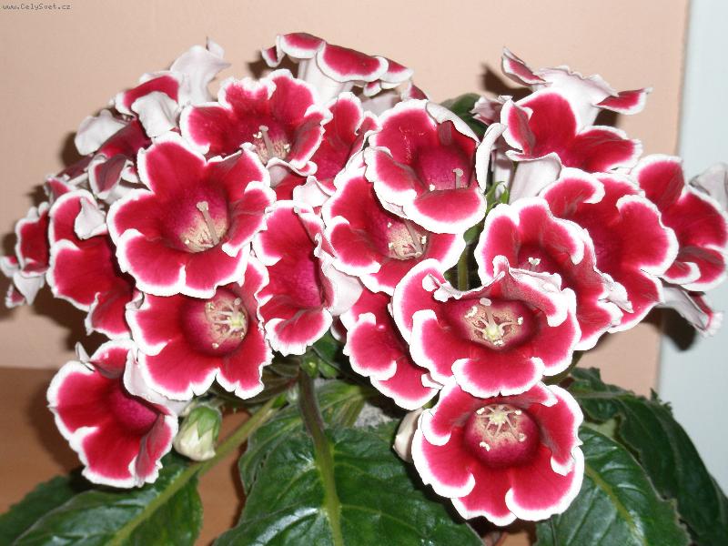 Foto: Obdivovan� Gloxinie-Obdivovan� Gloxinie