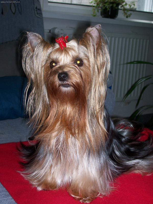 Foto: Bessy-www.glamor-angel.estranky.cz