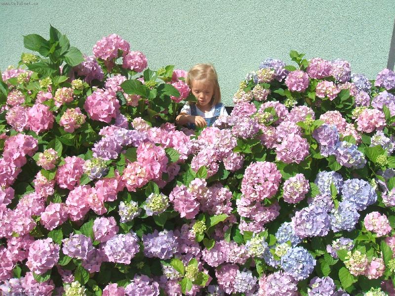 Foto: nejkr�sn�j�� kv�t je uprost�ed-dcera Ani�ka 3r.