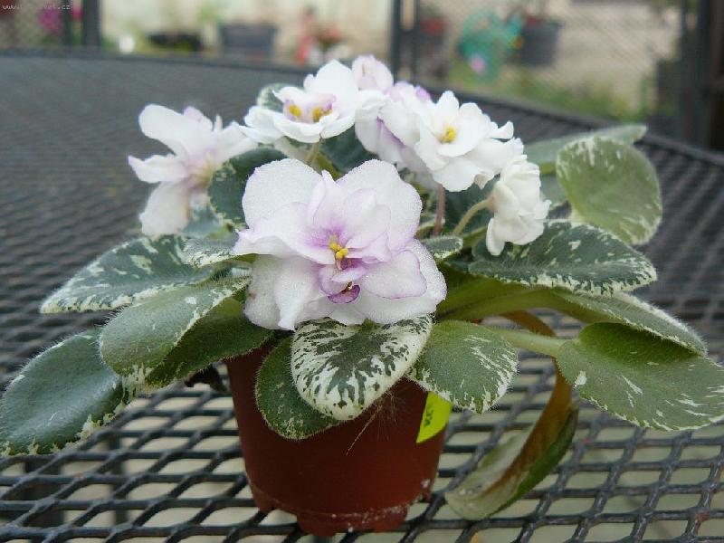 Foto: Baby Brad-africk� fialka