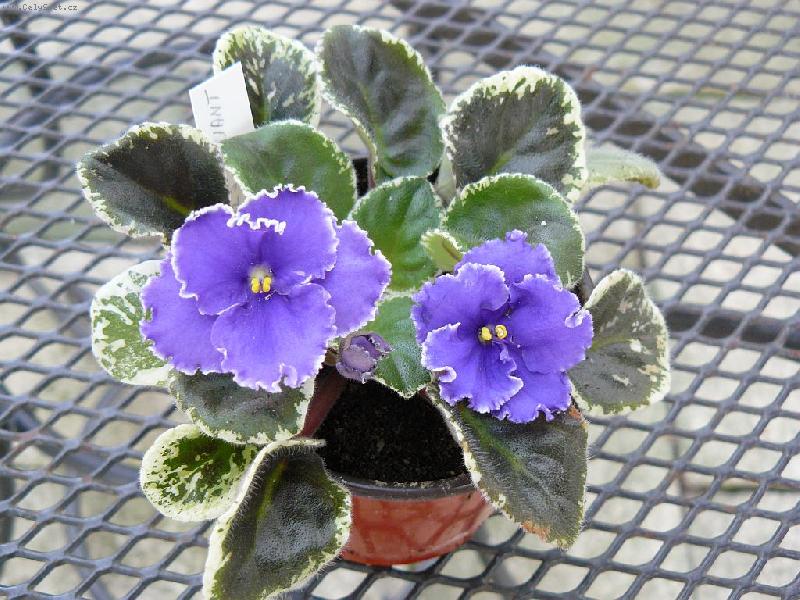 Foto: Rebel�s Valiant-africk� fialka