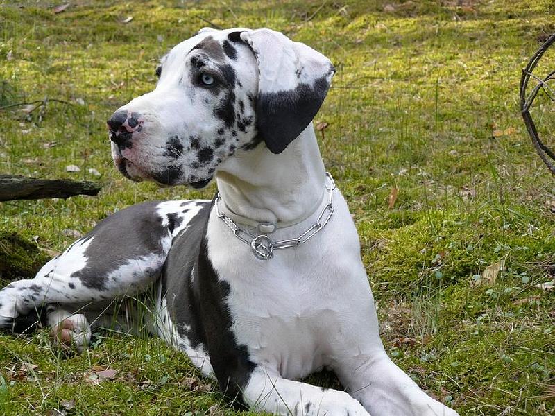 Foto: Bentley Catley Ranch-v mechu