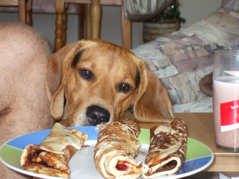 Foto: Ron��ek-Net�eba komentovat b�glovu v�e�ravost