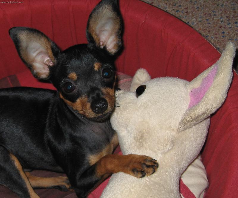 Foto: Korinova ve�k� l�ska-Korin Idefix Fedar, 4 mesiace