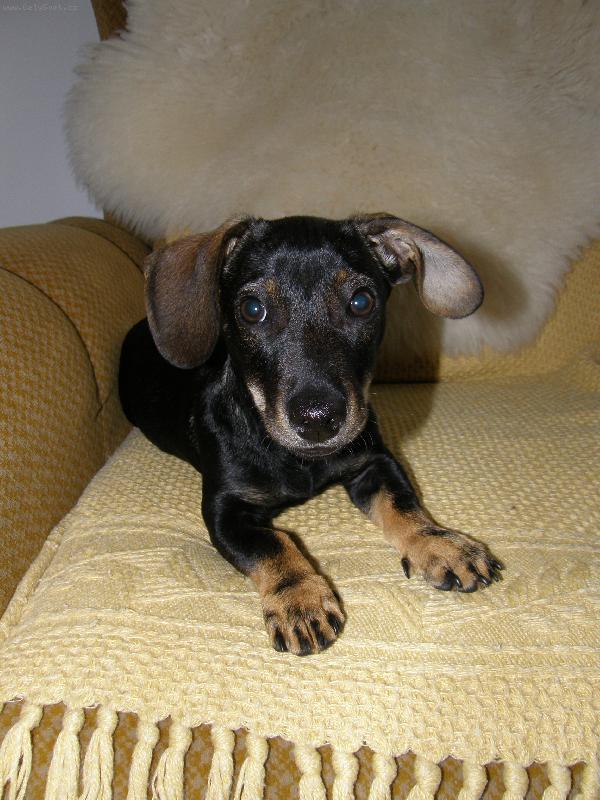 Foto: Fido-no co, tak m�m k�iv� ucho... :-)