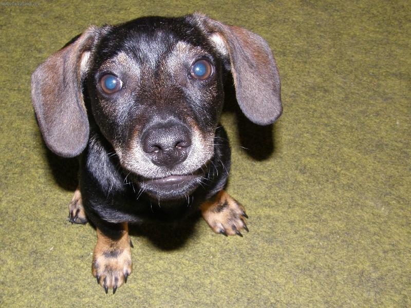 Foto: Fido-j� nic, to samo.