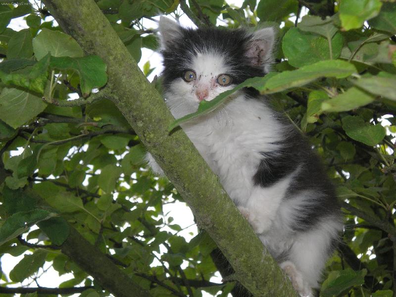 Foto: Kot� na strom�-Nahoru to bylo rychlej��