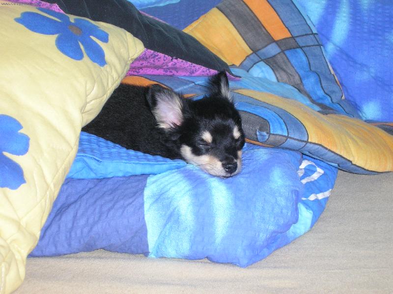 Foto: chr�pa�ky-to se to ale chrn� v post�lce