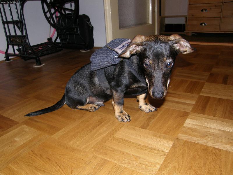 Foto: My�ilov s batohem-tak takhle si nos�m sva�inku j�...:-)
