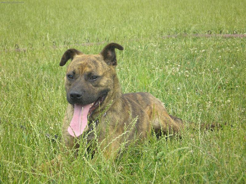 Foto: Pit bull-tak to je n� pejsek