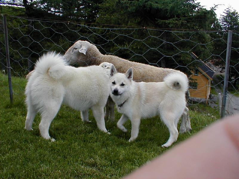 Foto: Nor�t� buhundov�-Nor�t� buhundov�-p�eni�n� barva