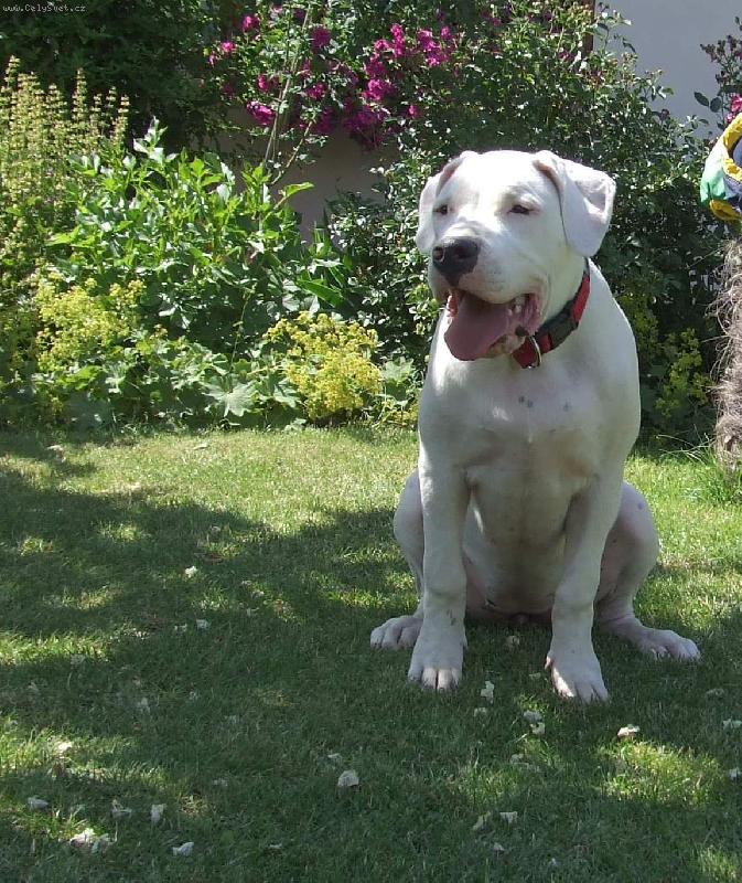 Foto: Baila Charismatic-Baila ve v�ku 5 m�s�c�