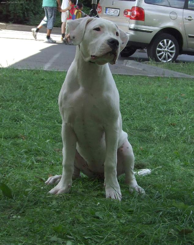 Foto: Blanca Sure�a Charismatic-Blanca Sure�a -5 m�s�c�- na v�stav� v Brn�