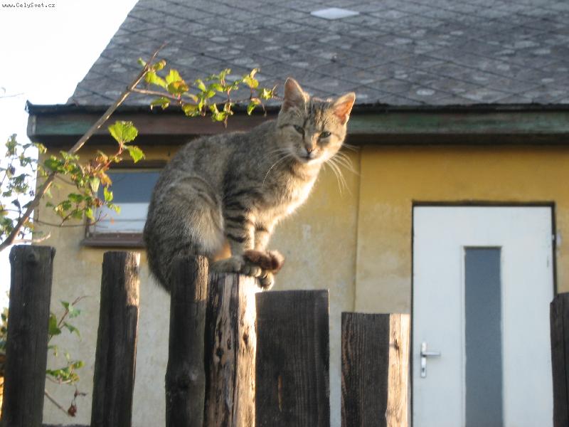 Foto: ko�i�ka na plot�-ko�i�ka