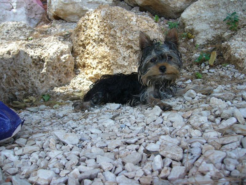 Foto: Monty z D���na-V Chorvatsku