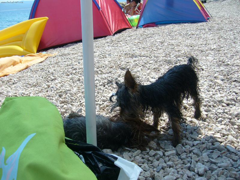 Foto: Mia & MOnty z D���na-V Chorvatsku - hr�tky na pl�i